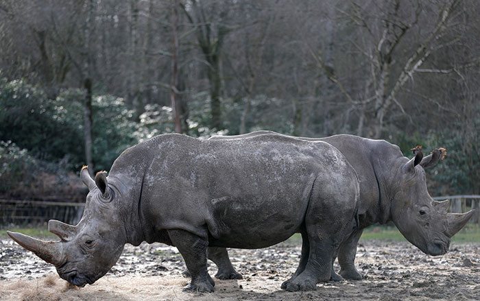 White rhinoceros Bruno and Gracie were unharmed in the attack