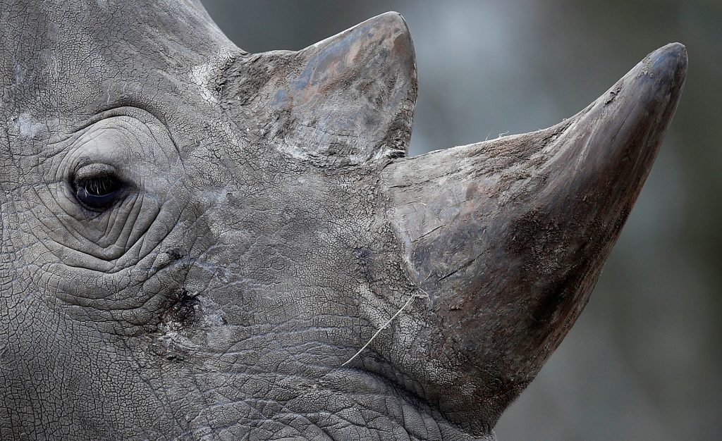 White Rhino Shot Dead in France