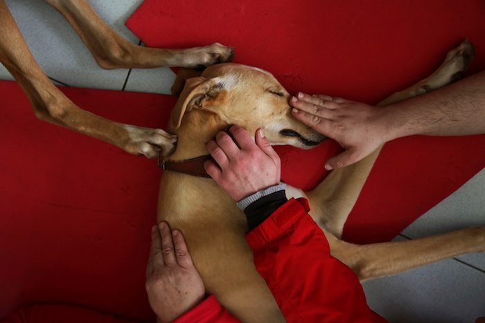 The Wider Image: Puppy love: therapy pooches bring peace of mind