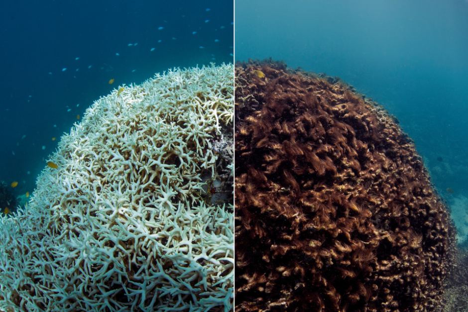 Left: coral affected by bleaching. Right: living, healthy coral