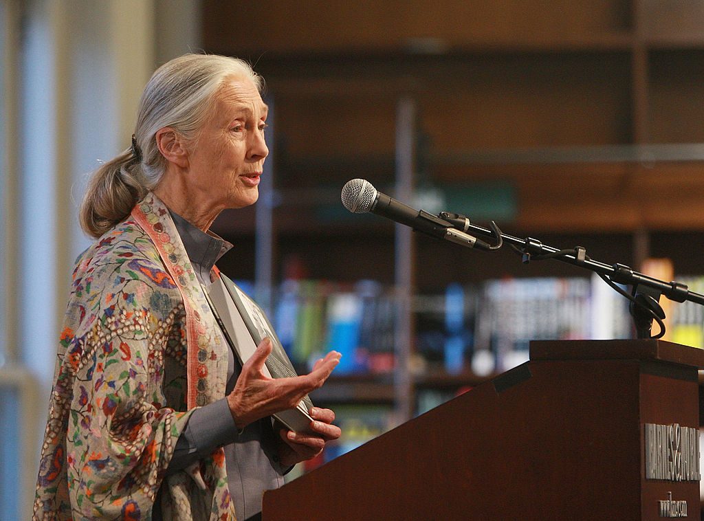 Dr Jane Goodall- Photo by Stephen Lovekin/Getty Images