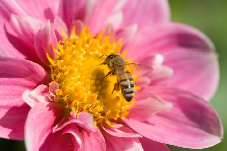 Planting Bee-Friendly Plants