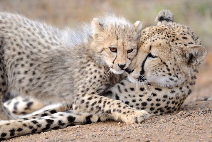 Good News for Cheetah Conservation