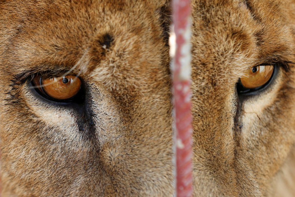 A starving lion is seen in its cage at Mosul's zoo, Iraq, February 2, 2017. REUTERS/Muhammad Hamed - RTX2ZDO2