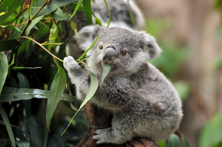 Koalas Under Threat