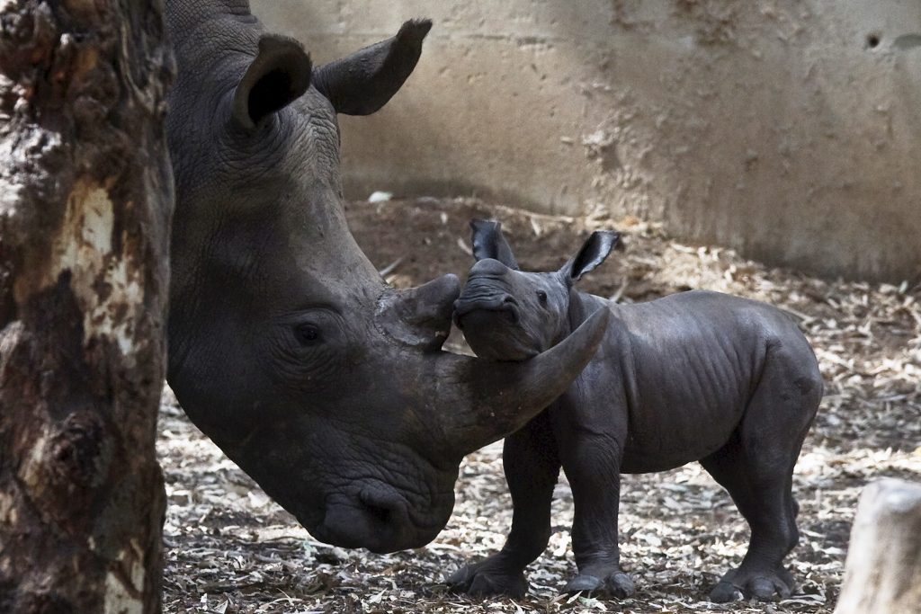A newborn rhinoceros stands next to its six-year-old mother Keren Peles at the Ramat Gan Safari Zoo near Tel Aviv, Israel August 24, 2015. Born on Monday, the calf is its mother's first offspring and the 27th rhino born at the Safari, a statement from the zoo said. REUTERS/Nir Elias
