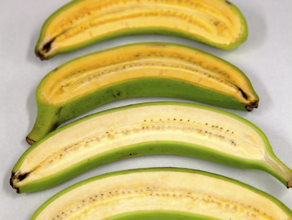 The "Golden Bananas" as developed by QUT.

Image - QUT - Jean-Yves Paul