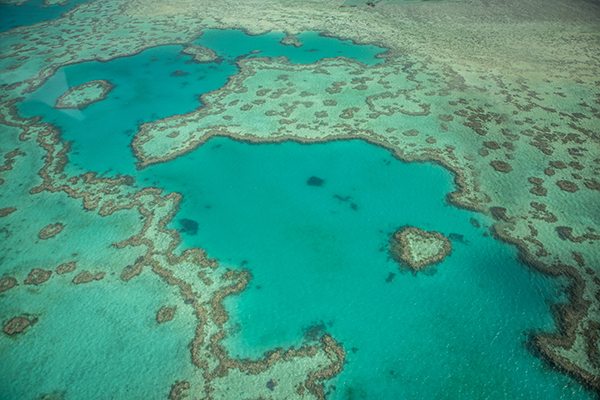 Researchers make ground in preserving Great Barrier Reef