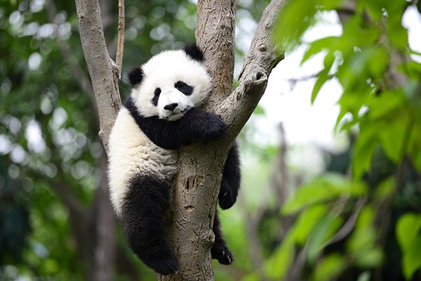 Giant panda cub to grace Edinburgh Zoo