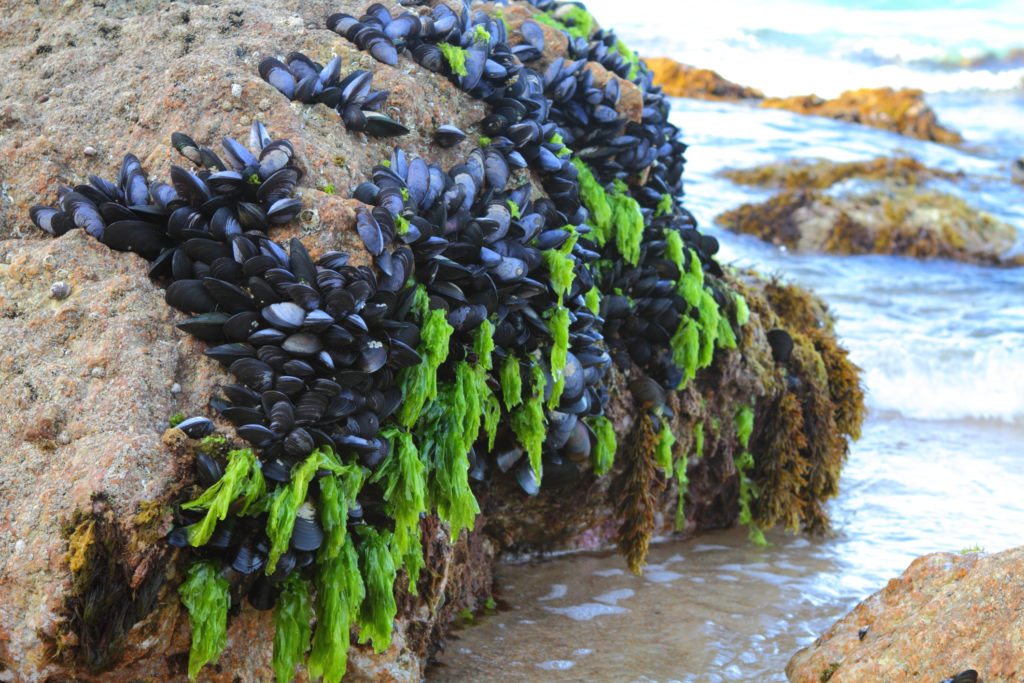 Researchers developing surgical glue inspired by mussel strength