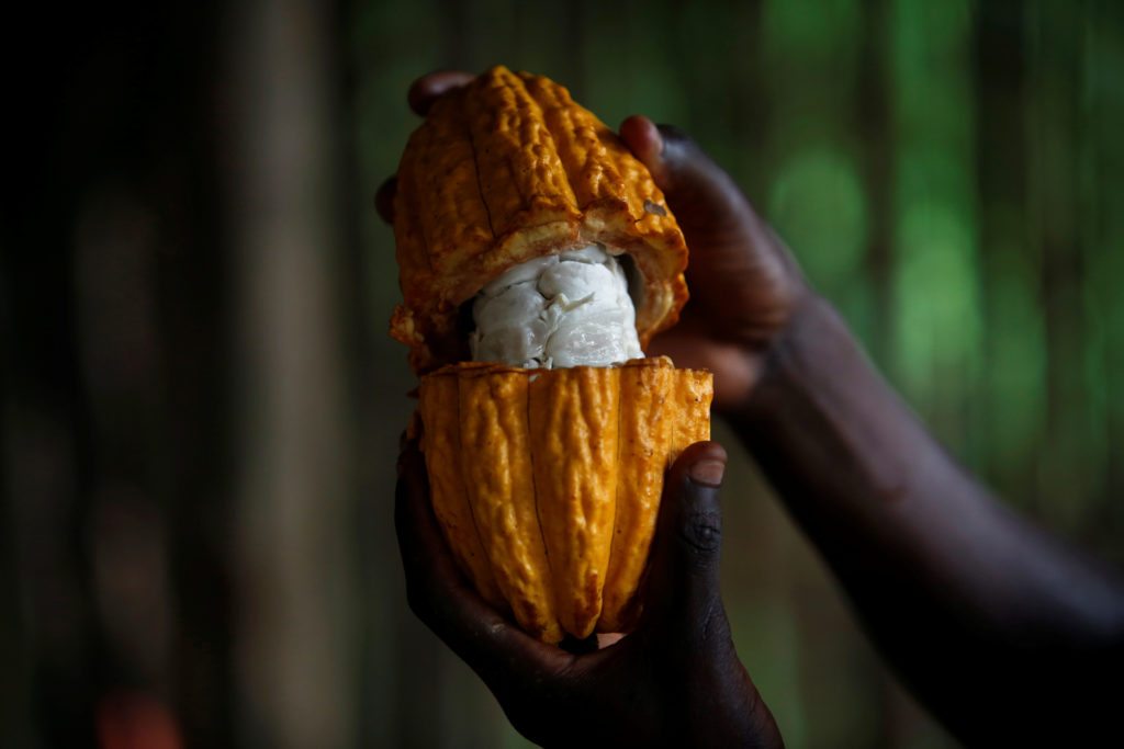 A farmer holds an open cocoa pod at his farm in Anyama, Ivory Coast.