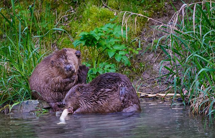 UK to employ beavers for flood prevention