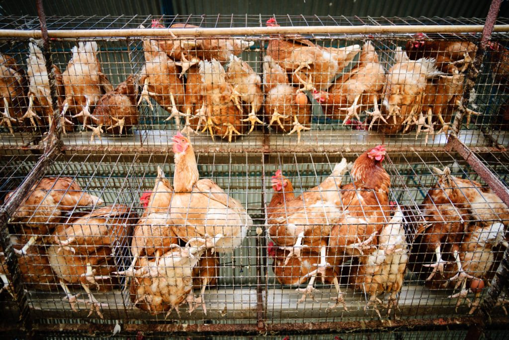 All major New Zealand supermarkets to sell cage-free eggs