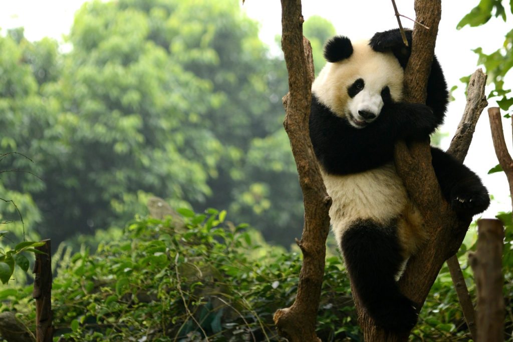 Oldest panda in captivity dies at 37