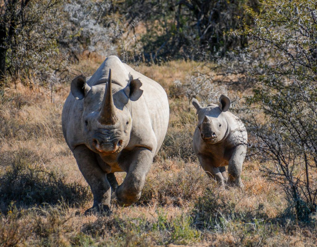 A Black Rhinoceros mother and six month old calf in the Eastern Cape, South Africa.