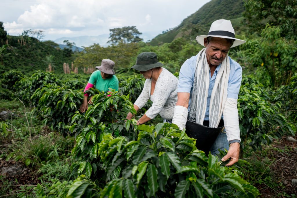 Coffee farmers in Colombia.