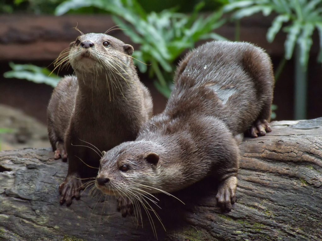 Conservation progress for the otter