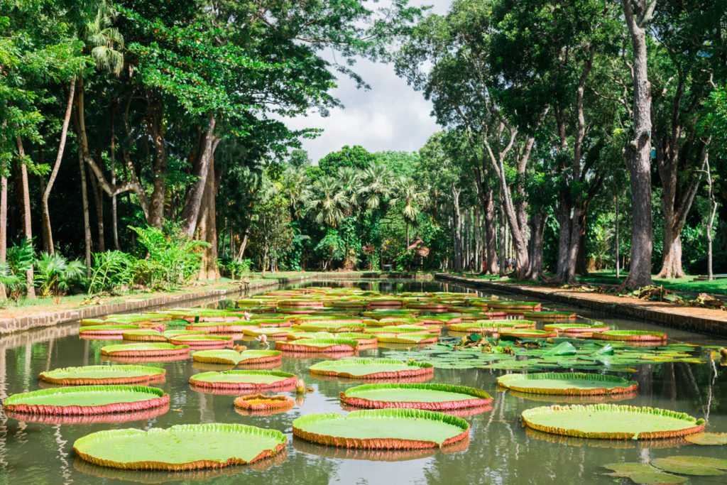 The Amazon Lily at Pamplemousse Gardens, Mauritius Island