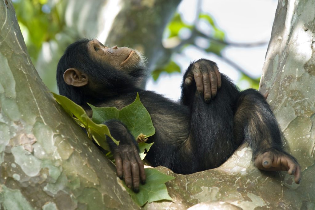 Chimps Reveal Road to Good Gut Health