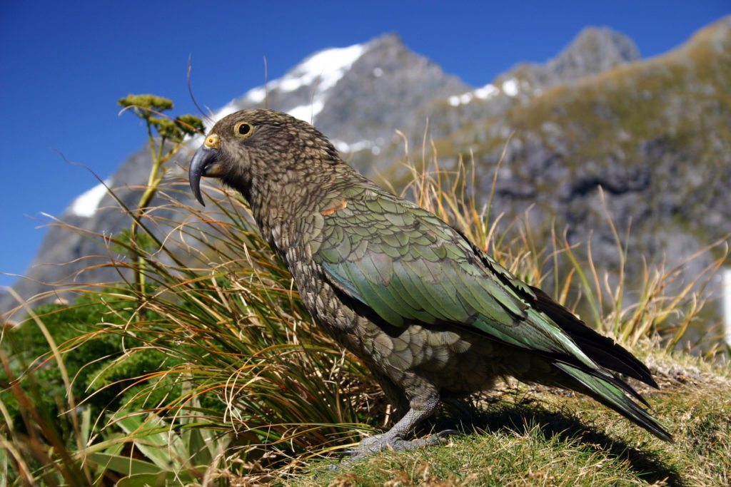 Kea Wins NZ Bird of the Year