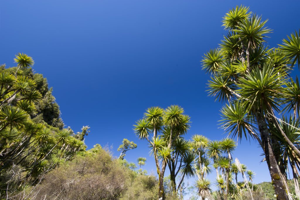 The cabbage tree is one of the most distinctive trees in the New Zealand landscape.
