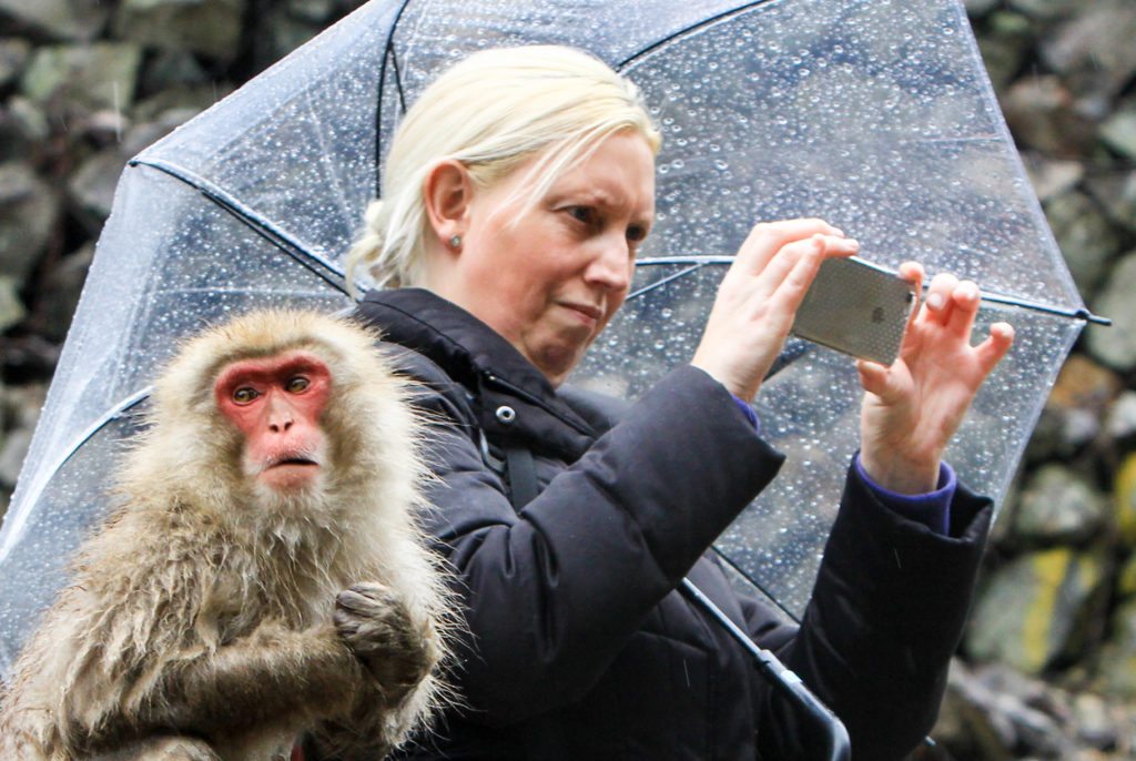 Increasing ‘wildlife selfies’ are harming animals, study finds