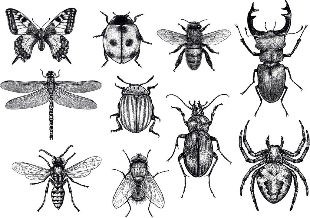 Insect Numbers Fall By 75%