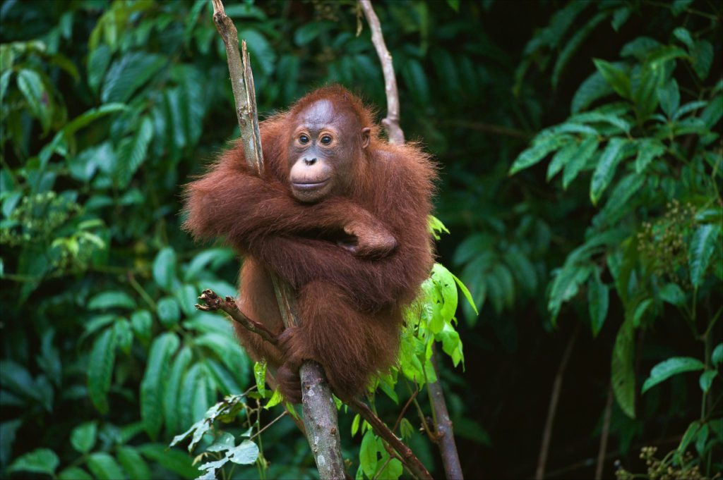 Great Apes Get Surprising New Addition