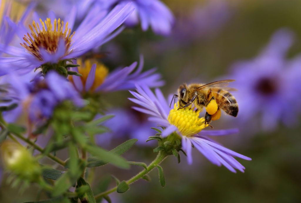 How To Attract Bees Into Your Garden