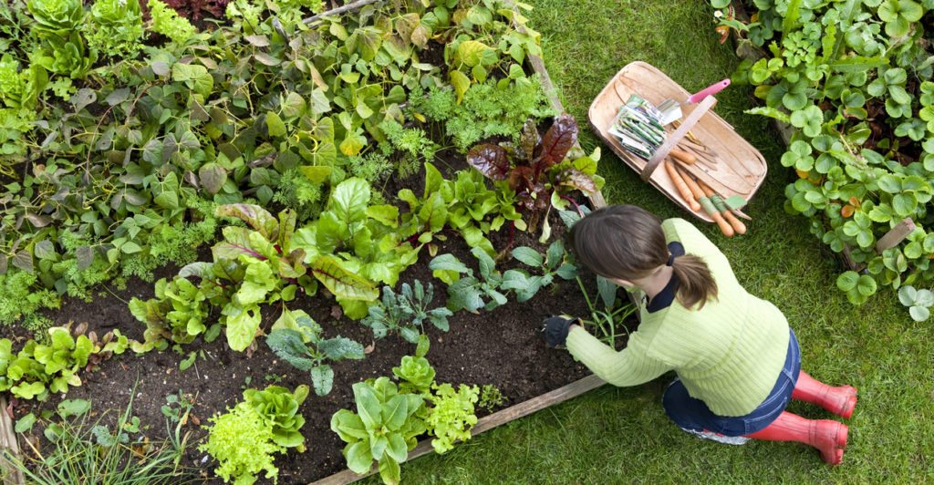 6 steps for planning the perfect vegetable garden