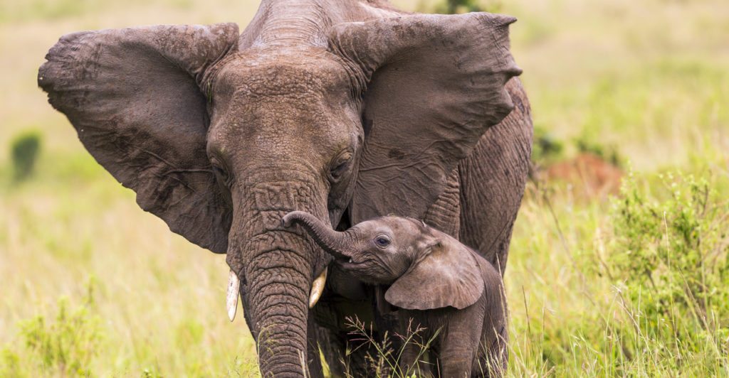 ‘They’re Worth Fighting For’: Ellen DeGeneres Makes Stand For Elephants