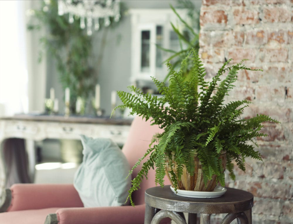 Turn your home into a jungle with these indoor plant ideas