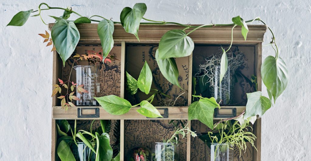 Health benefits of indoor plants