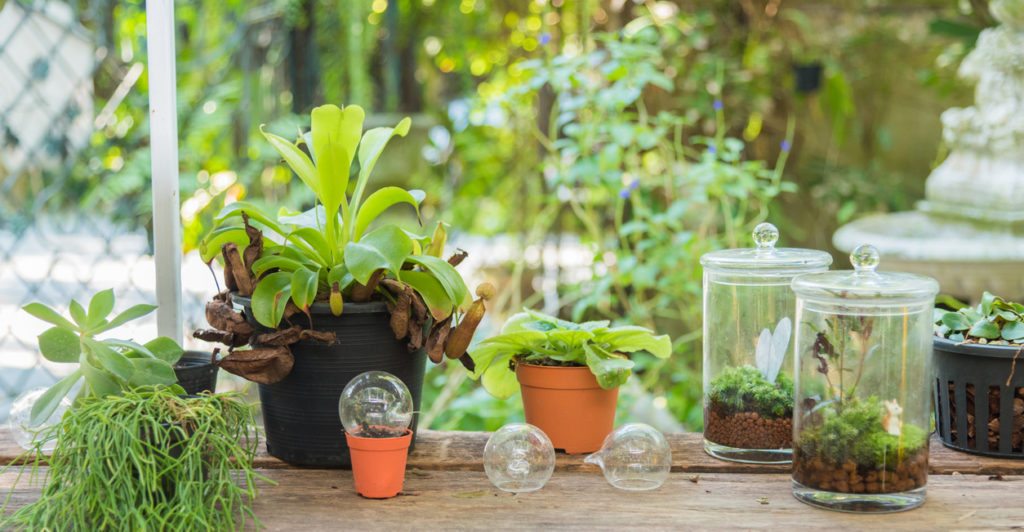 Everything You Need To Know About Terrariums