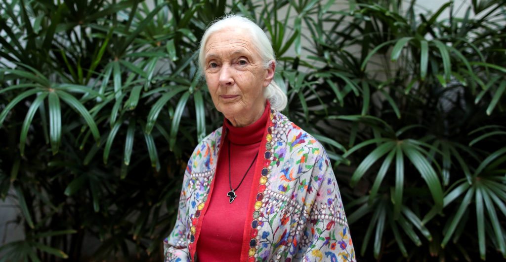 British primatologist, ethologist and anthropologist Jane Goodall poses for a photo during an interview with Reuters in Buenos Aires, Argentina November 22, 2017. REUTERS/Agustin Marcarian - RC1B7BFDA6C0