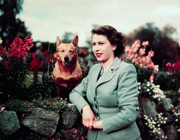 March,1953- Queen Elizabeth II of England--closeup in garden with herdog. 