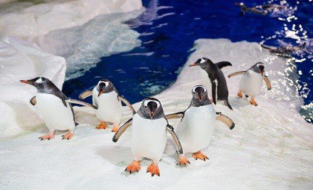 Baby Penguins at Sea Life Kelly Tarlton’s Auckland