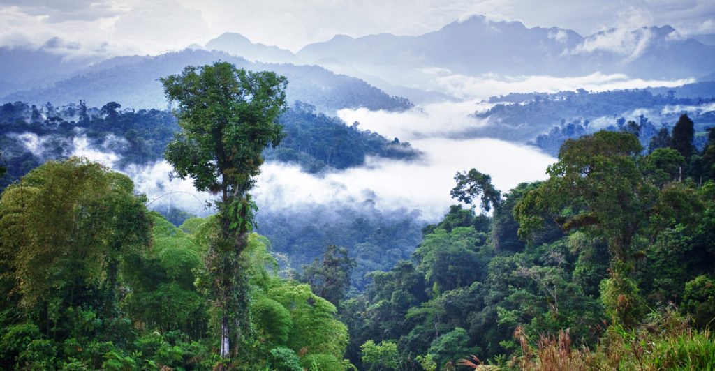Stunning Jungles Around The World
