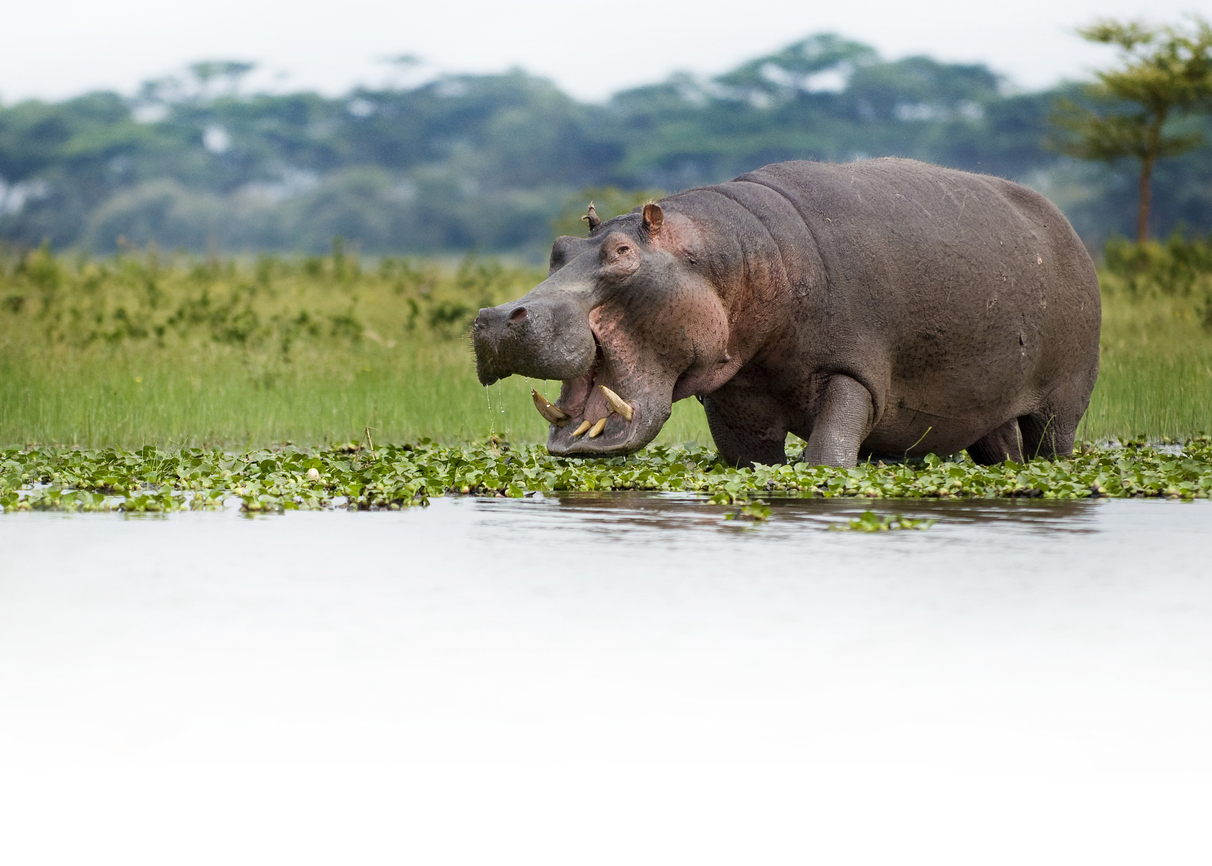 Kenyan Hippo