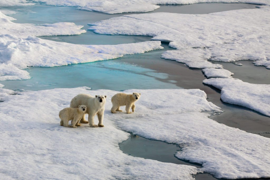 Polar Bears in Crisis