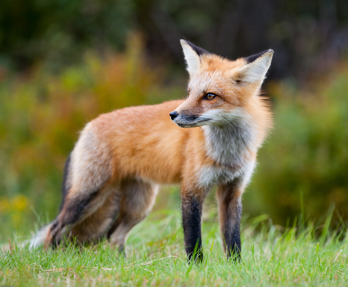 Wild Fox