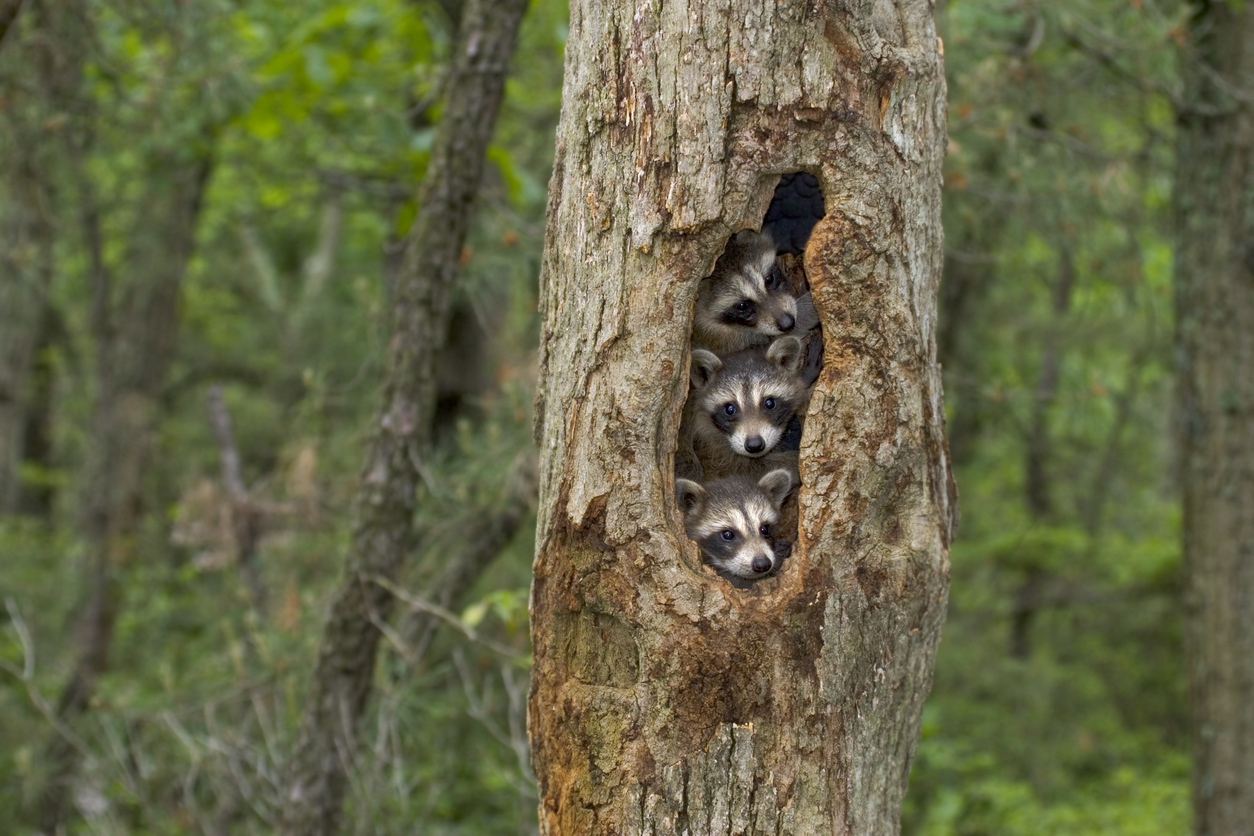 Raccoons