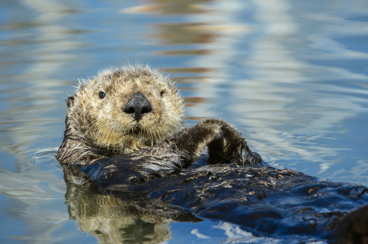 Sea Otter