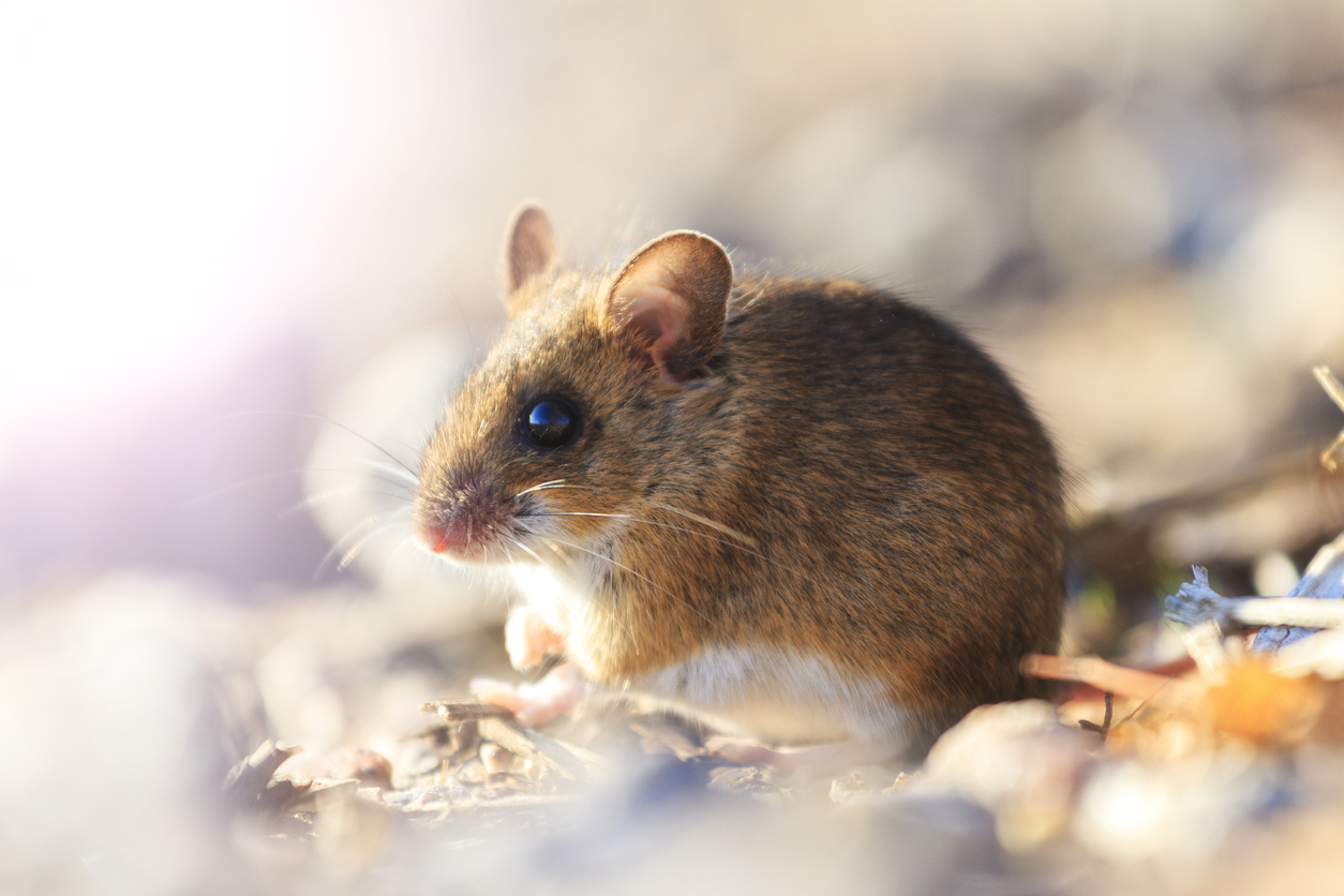 Field Mouse