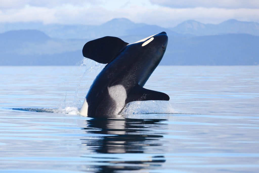 worlds first talking killer whale orca