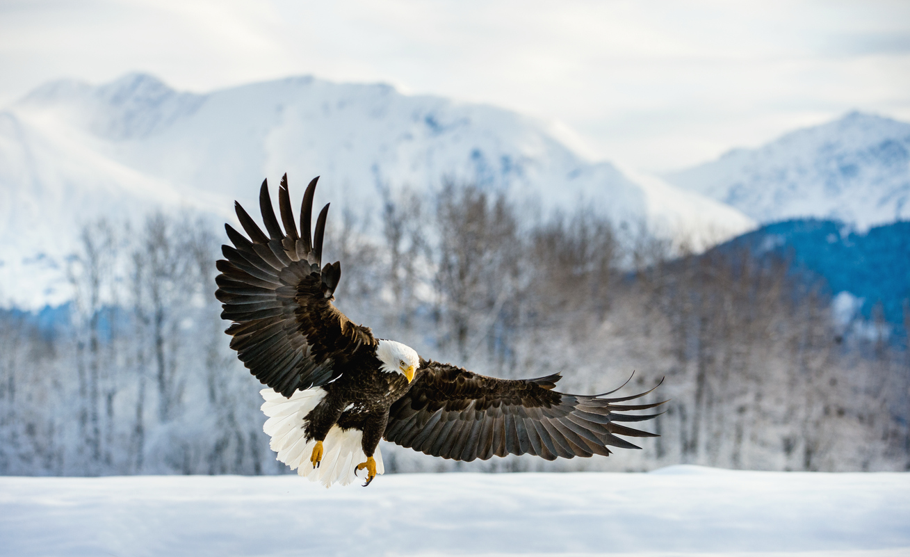 Bald Eagle