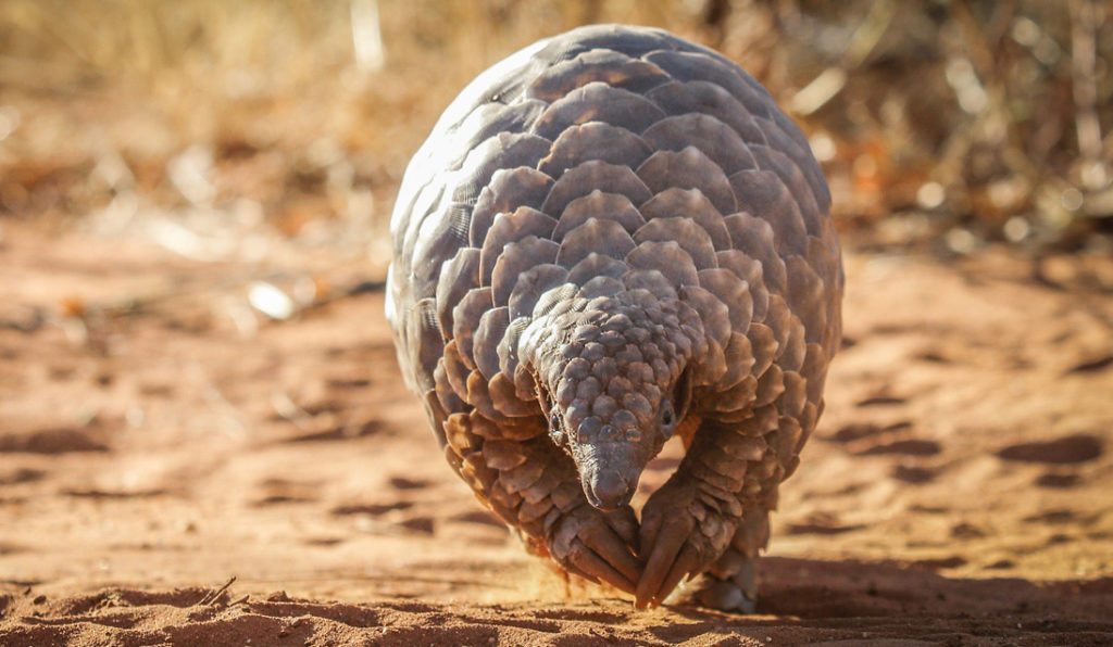 6 Things You Didn’t Know About Pangolin