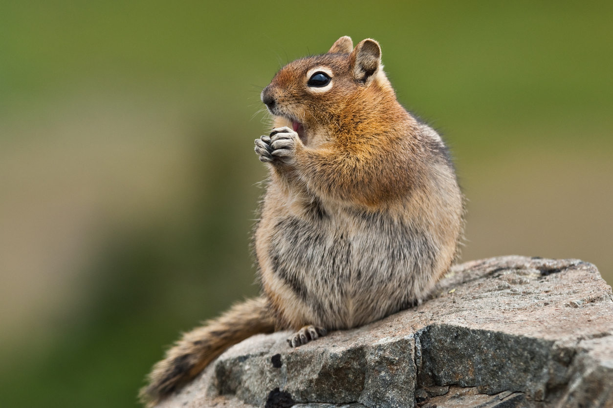 Golden Mantled Ground Squirrel