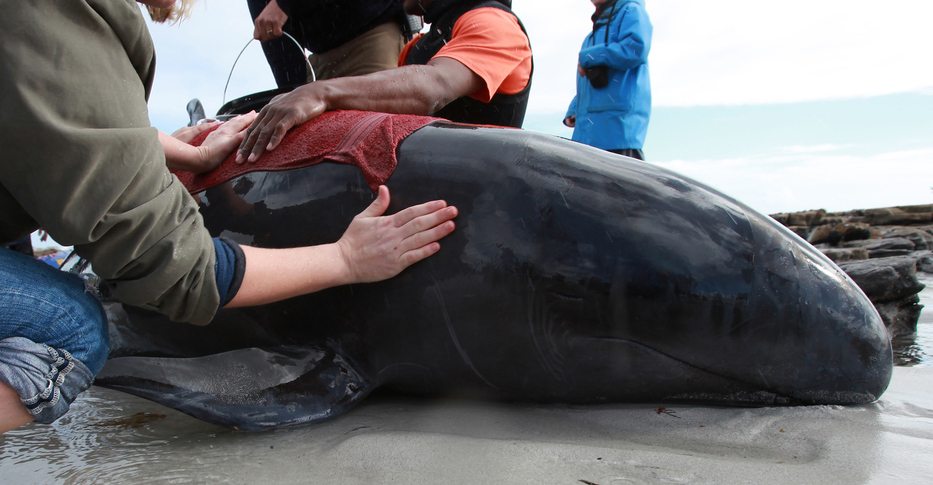 What Caused The Perth Whale Stranding?
