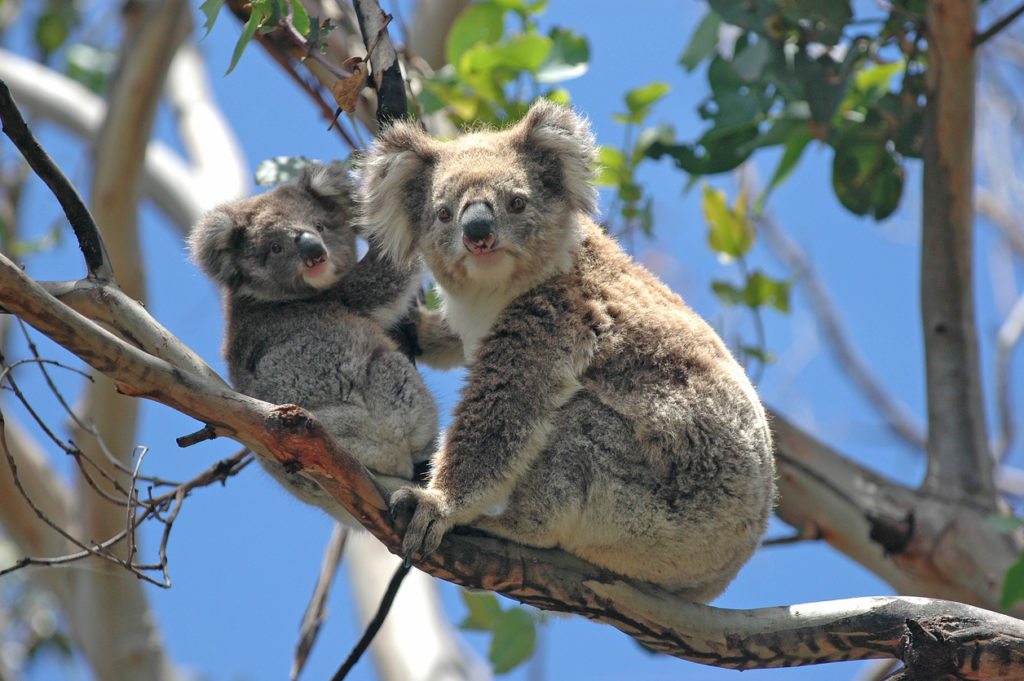 Koalas will be extinct by 2050 in NSW, report finds